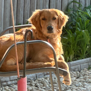 Golden retriever lounging on a metal chair outdoors, with a wooden fence and green plants in the background.