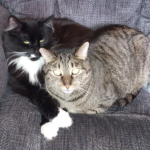 Two cats cuddled together on a gray sofa: a black-and-white tuxedo cat and a striped tabby looking at the camera in close companionship on the couch