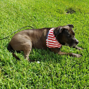 Brown dog lying on lush green grass, wearing a red, white, and blue striped bandana around its neck.