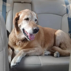 Golden retriever resting on a car back seat with its mouth open and tongue out, looking content.