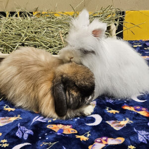 Two fluffy rabbits snuggling together on a blue butterfly-patterned blanket with hay in the background.