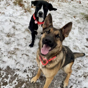 Two dogs wearing red collars stand in a snowy yard, the tan German Shepherd mix in the foreground and a black-and-white dog behind.
