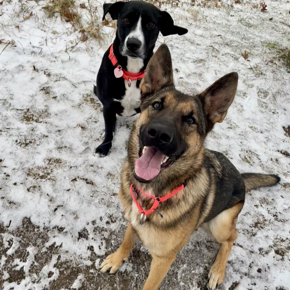 Two dogs wearing red collars stand in a snowy yard, the tan German Shepherd mix in the foreground and a black-and-white dog behind.