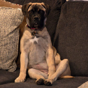 Dog with tan coat and black muzzle sits upright on a gray couch, hind legs spread apart and front paws resting on the cushion, wearing a pink collar with a bone-shaped tag and looking at the camera.