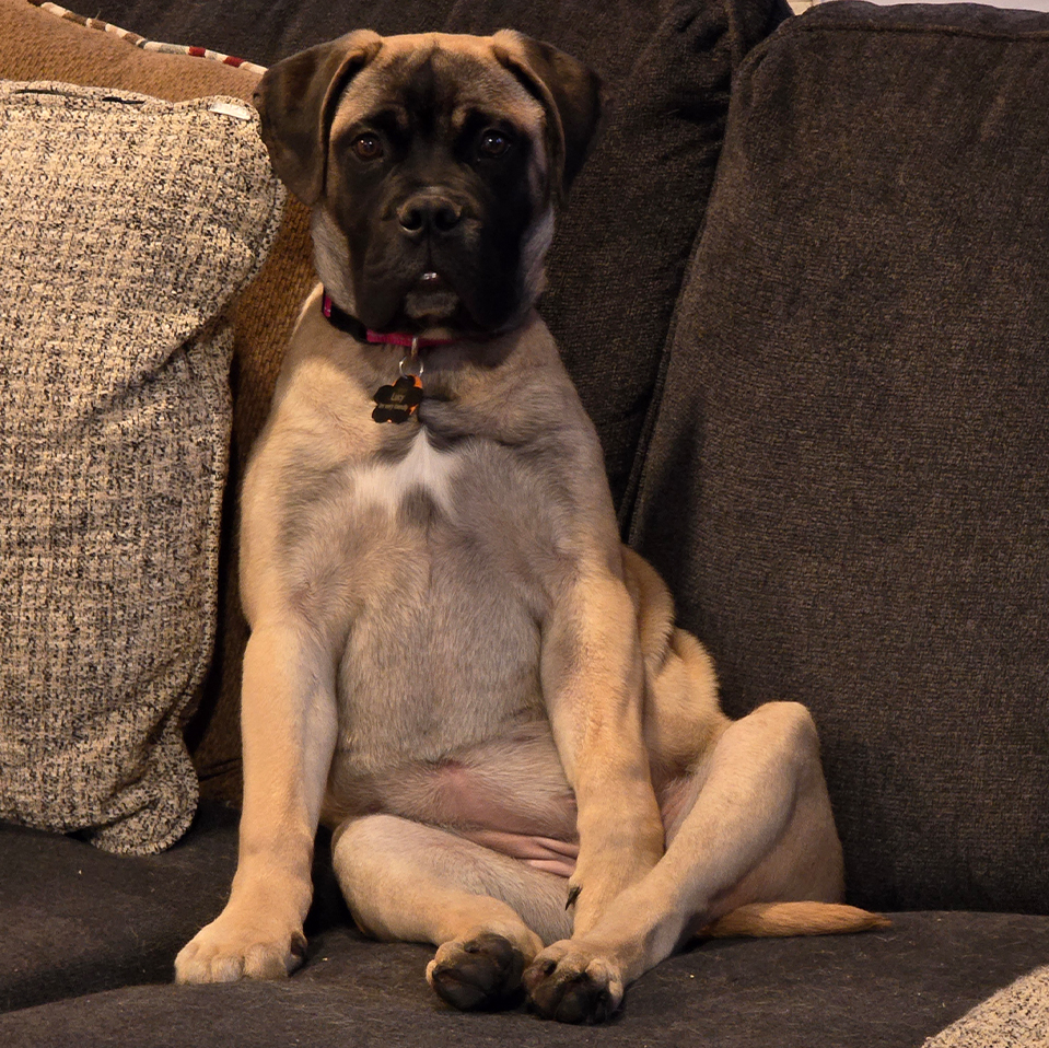 Dog with tan coat and black muzzle sits upright on a gray couch, hind legs spread apart and front paws resting on the cushion, wearing a pink collar with a bone-shaped tag and looking at the camera.