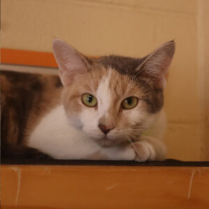 Calico cat with green eyes resting its paws on a wooden ledge, looking at the camera on a warm indoors backdrop.