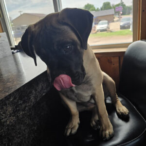 Puppy with a black face and tan body sits on a black chair by a window, licking its lips on its tongue out.
