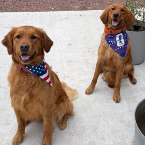 Two golden retrievers sit on a concrete patio, each wearing a red, white, and blue bandana with stars and stripes.