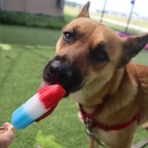 Dog with a tan coat and black muzzle wearing a red harness licks a red, white, and blue popsicle outdoors on a grassy field.