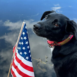 Black dog with a red collar beside a waving American flag outdoors against a blue sky.