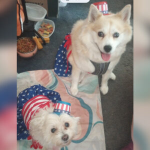 Two dogs in American flag costumes with starry hats; one sits with tongue out, the other lies on a patriotic blanket nearby.