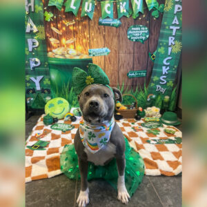 Gray pit bull wearing a green bow and shamrock bandana, sitting on an orange-and-white checkered rug amid St. Patrick's Day decorations and a leprechaun-themed backdrop.