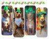 Four photos of a brown dog wearing green St. Patrick's Day accessories: hat, sunglasses, and shamrock bandana, in separate rounded panels.