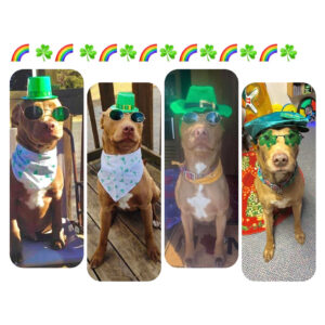Four photos of a brown dog wearing green St. Patrick's Day accessories: hat, sunglasses, and shamrock bandana, in separate rounded panels.