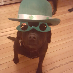 Black dog wearing a green top hat and shamrock-adorned mask on a wooden floor, playful St. Patrick's Day look.