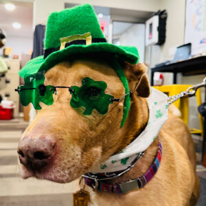 Dog in a St. Patrick's Day costume: green leprechaun hat and shamrock-shaped sunglasses indoors.