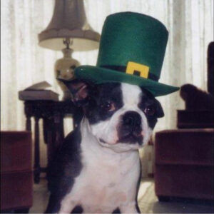 Dog with black and white fur wearing a green top hat with a yellow buckle indoors (St. Patrick's Day accessory).