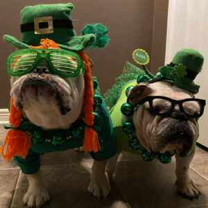 Two bulldogs in green St. Patrick's outfits pose on a tiled floor, wearing hats, oversized sunglasses, and shamrock accessories for a playful leprechaun theme.