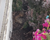 A brown-speckled bird sits in a nest among shrubs beside a weathered wooden structure, with pink flowers to the right.