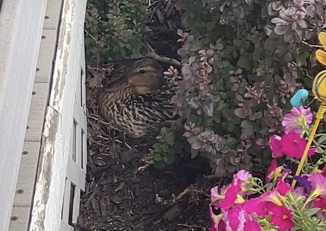A brown-speckled bird sits in a nest among shrubs beside a weathered wooden structure, with pink flowers to the right.