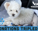 Wisconsin Humane Society – Summer Match